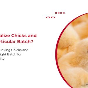 Batch by Batch: Maximizing Poultry Profi
