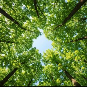 正念冥想森林🌲Mindful Forest