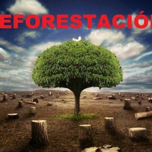 La deforestación