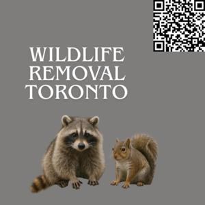 Expert Wildlife Removal Toronto