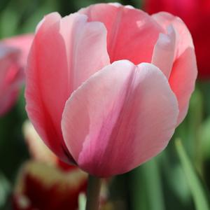 HISTORIA POLITICA, SOCIAL Y ECONOMICA