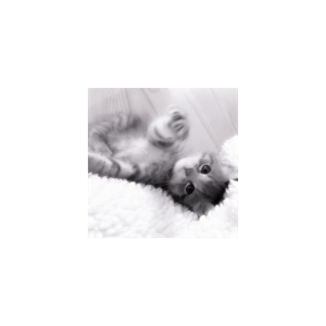 Huntrix Golden + Bad Bunny Dakiti SNL