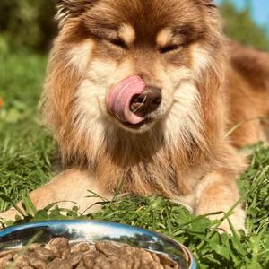 Best in Test Dog Food