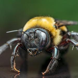 Abelha reclama dos seres humanos