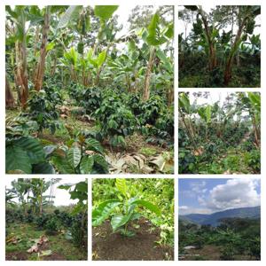 Podcast de la Caficultura