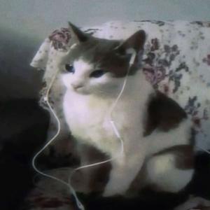 lives/covers 🎧 (and other things lost to the streaming era)