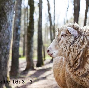 The Parable of the Lost Sheep