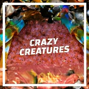 Crazy Creatures