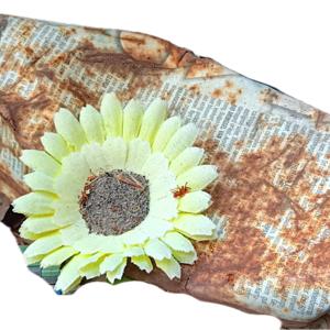 Soulwaves - Podcast von Jo Jasper