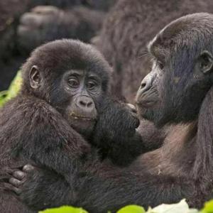 Exploring Gorilla Trekking in Africa