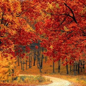 La búsqueda de la bellota dorada