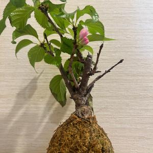 ज़ेन बोनसाई वाइब्स – जापान से रोज़ाना कहानियाँZen Bonsai Vibes – Daily Stories from Japan