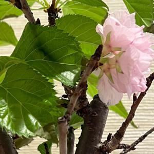 Zen Bonsai Vibes – Cerita Bonsai serta Wisata Jepang