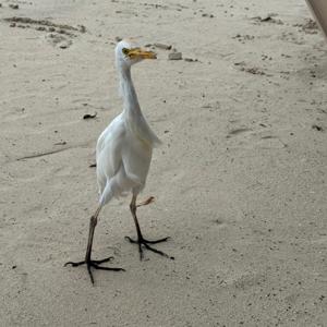 Animal Antics Podcast