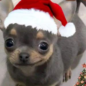 El regalo perdido de navidad