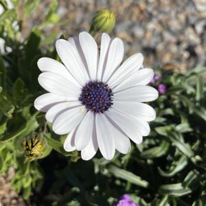 每天跟Nicole一起讀聖經