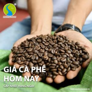 Giá Cà Phê Hôm Nay - Thị trường giá cà phê mới nhất | Gạo Phương Nam