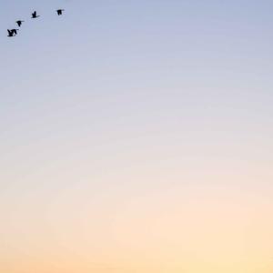 Les petits riens de la petite voix