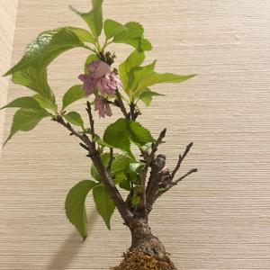 జపాన్ బోన్సాయి యాత్ర 🌿 | ప్రశాంతమైన క్షణాలు ప్రయాణ మార్గదర్శిని 🇯🇵