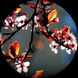 El Jardín de Castalia (JdC)