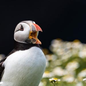 naeemulnepun 3Speak Podcast