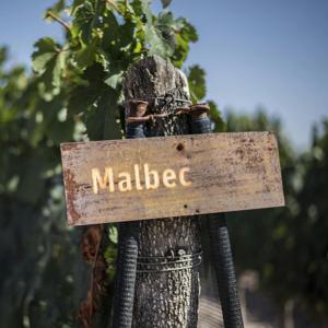 Let's Talk Malbecs