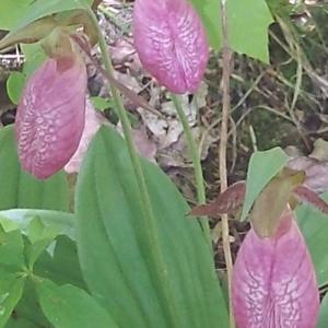 Sermon on the Mount; a conservative call to revolution