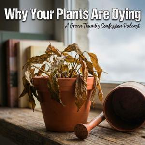 Why Your Plants Are Dying?