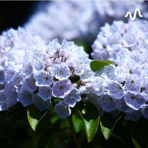 産婦人科医×ライフコーチMaayaのつぶやき