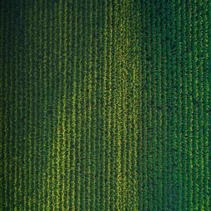 Biología molecular en el. Maiz