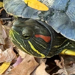 Mostly Good Environmental News