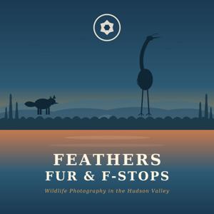 Feathers, Fur and F-stops