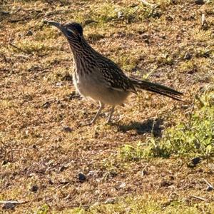 Bird Nerd: Deep Dive into Specific Species