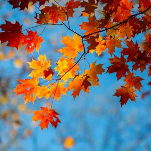 Scritture di responsabilità