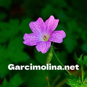 Voces de la Sierra - Garcimolina.net