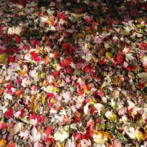 Ramblings through Vanaheim Podcast