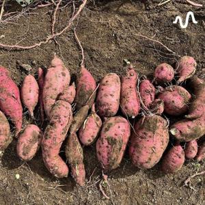 オチを求めない