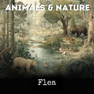 Flea