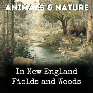 In New England Fields and Woods