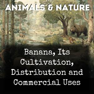 Banana, Its Cultivation, Distribution and Commercial Uses
