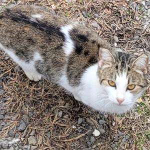 Flock [Pretti Good Remix]