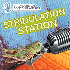 Stridulation Station