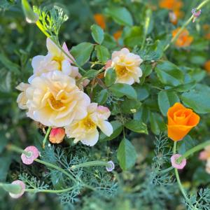 Cheshire Moon School of Self Reclamation