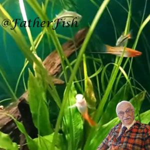 Aquariums and Fish Tanks by Father Fish