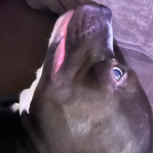 The adventures of Luna and terrible advice