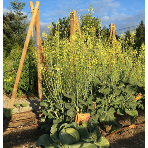 Bringing Health Home - Baton Health®