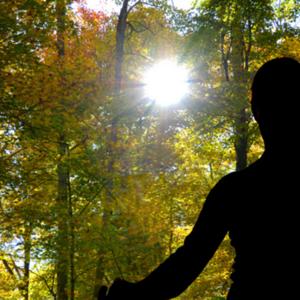 שינרין יוקו - מקלחת יער | 森林浴, 森林 |