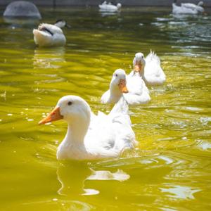 Talking about ducks for 3 mini strait