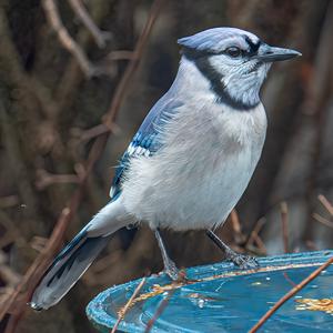 Blue Ridge Birds and Nature at Hilton Pond North