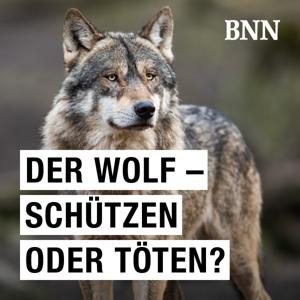 Der Wolf – schützen oder töten?